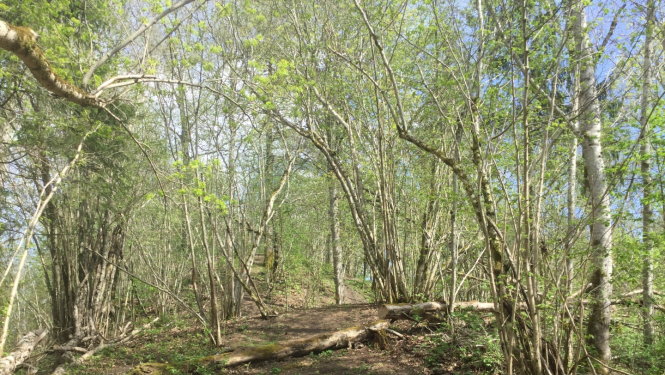 Kāravkalnu pilskalns apaudzis ar kokiem